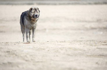 Image showing Middle Asian sheepdog 