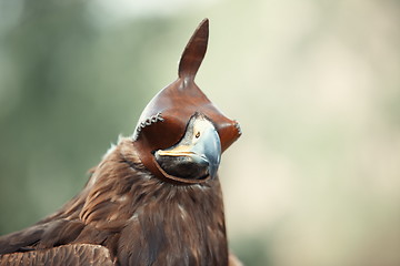 Image showing Hunting falcon