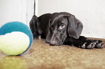 Image showing Dog and ball