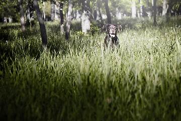 Image showing Dog in grass