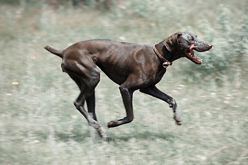 Image showing Dirty dog running