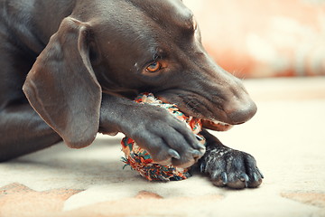 Image showing Dog and ball