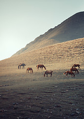 Image showing Herd of horses