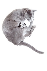 Image showing Cat