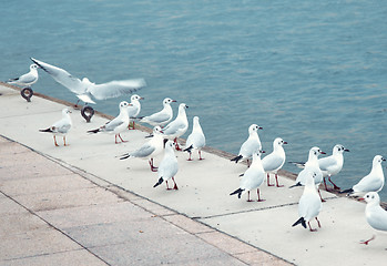Image showing Seagulls at pier