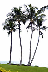 Image showing Coconut trees on a beach