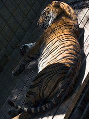 Image showing Sumatran tiger lying in the sun and shade