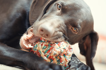 Image showing Dog and ball