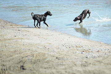 Image showing Two dogs playing