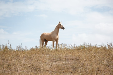 Image showing Horse