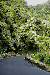 Image showing Tropical Highway