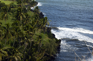 Image showing Coconut grove