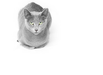 Image showing Russian blue cat