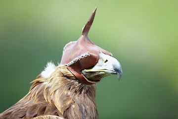 Image showing Hunting falcon