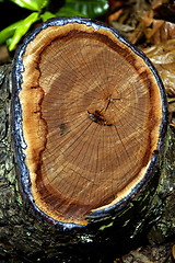 Image showing Side View of a Log