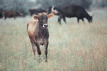 Image showing Cows