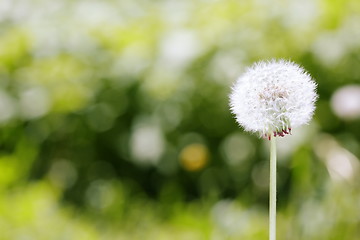 Image showing Dandelion