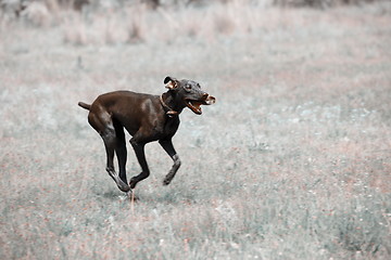 Image showing Dirty dog running