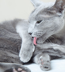 Image showing Russian blue cat