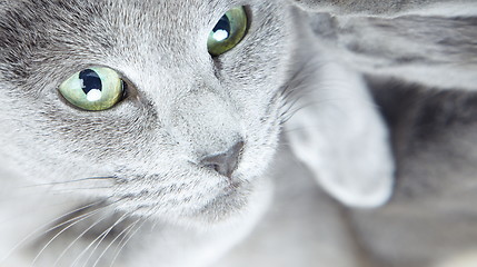 Image showing Gray pussy cat