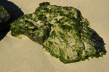 Image showing Algae