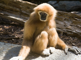 Image showing Closeup of White-Handed Gibbon