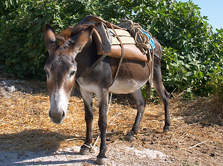 Image showing Donkey at work in Crete