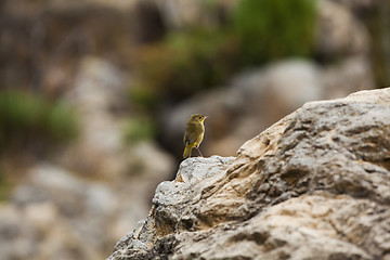 Image showing Little bird