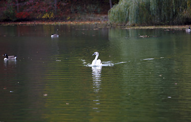 Image showing Swan