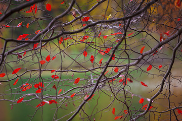 Image showing Colorful autumn