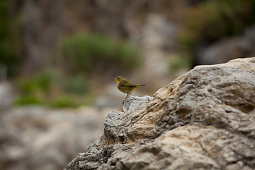 Image showing Little bird