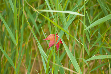 Image showing Autumn leaf