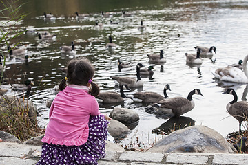 Image showing Girl and gooses