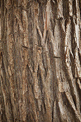 Image showing Bark of Pine Tree