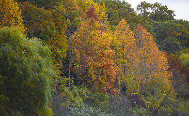 Image showing Colorful autumn