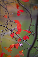 Image showing Colorful autumn