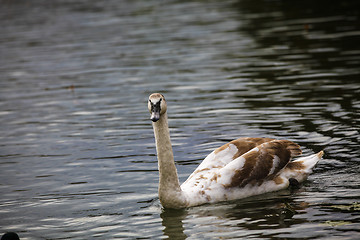 Image showing Swan