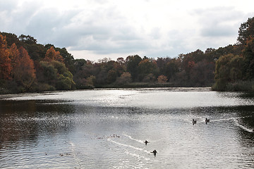 Image showing Fall Scenic