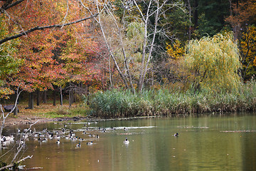 Image showing Colorful autumn