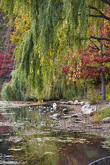 Image showing Colorful autumn