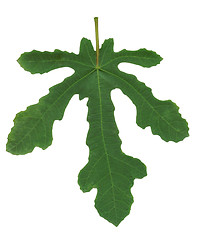 Image showing Fig leaf