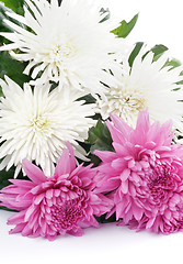 Image showing Chrysanthemum