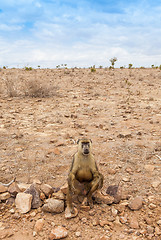 Image showing Baboon in Kenya