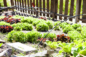 Image showing Vegetable Garden