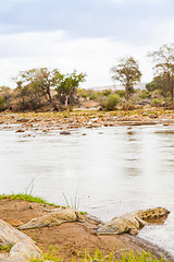 Image showing Kenian crocodiles