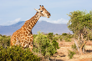 Image showing Free Giraffe in Kenya