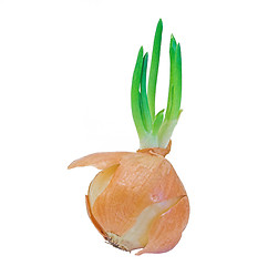 Image showing Sprouting onion