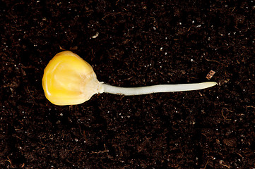 Image showing Green seedling