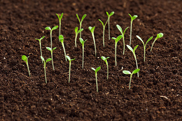 Image showing Green seedling