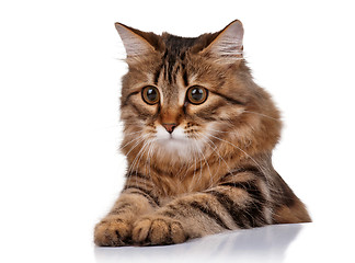 Image showing Cute cat